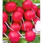 Редис Всесезонный Редис Всесезонный