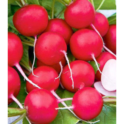 Редис Всесезонный