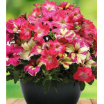 Петуния Фьюзибелс Коралл Лайм Петуния Фьюзибелс Коралл Лайм