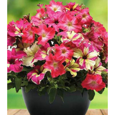 Петуния Фьюзибелс Коралл Лайм