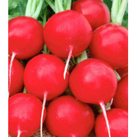 Редис Краса Алтая