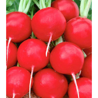 Редис Краса Алтая