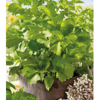 Валериана Спокойный сон