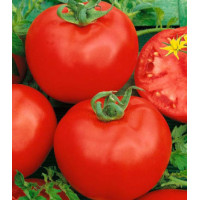 Томат Алтайский красный