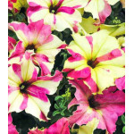 Петуния крупноцветковая Лайм биколор F1 Петуния крупноцветковая Лайм биколор F1