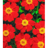 Бархатцы Диско Ред