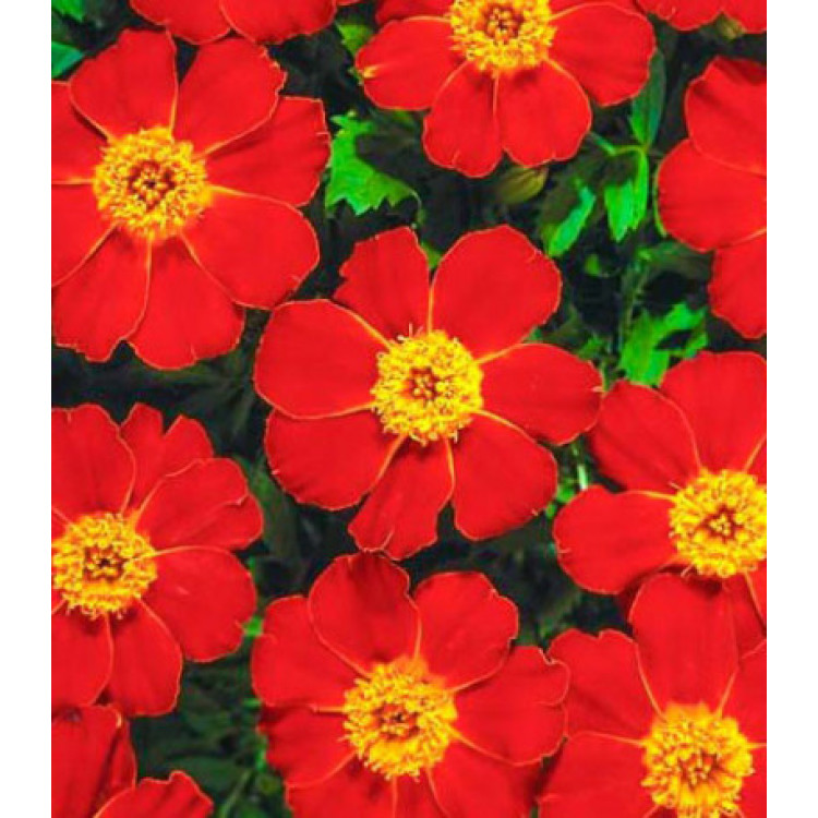 Бархатцы Диско Ред Бархатцы Диско Ред