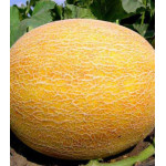 Дыня Сладкое чудо Дыня Сладкое чудо