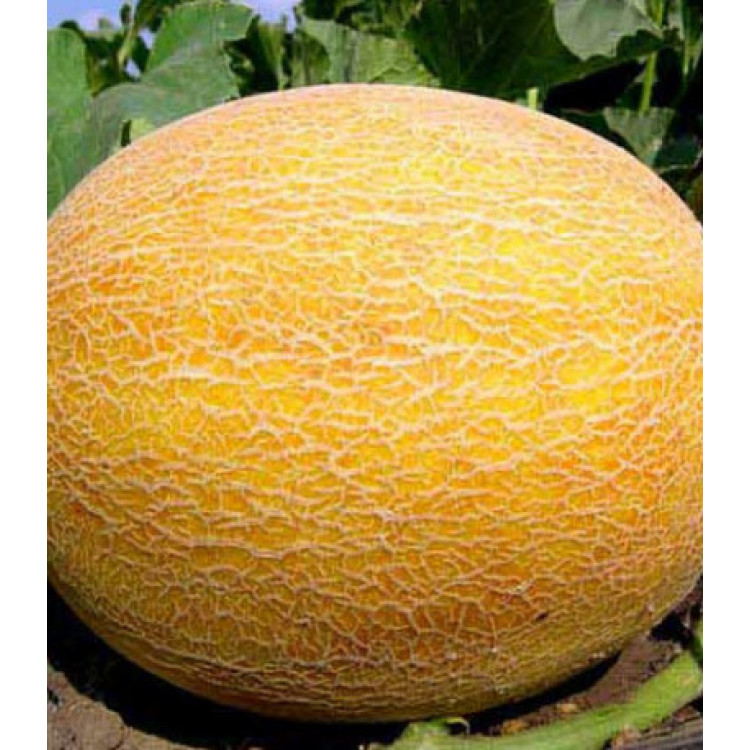 Дыня Сладкое чудо Дыня Сладкое чудо