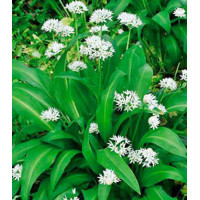 Черемша Медвежонок