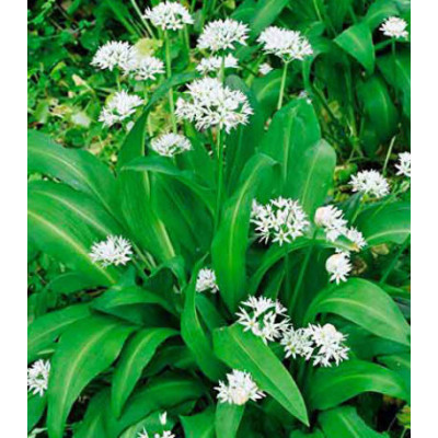 Черемша Медвежонок