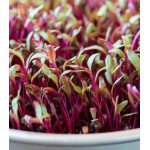 Микрозелень Свекла Микрозелень Свекла