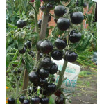 Томат Черная Гроздь F1
