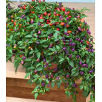 Перец кустарниковый Локо F1 Перец кустарниковый Локо F1