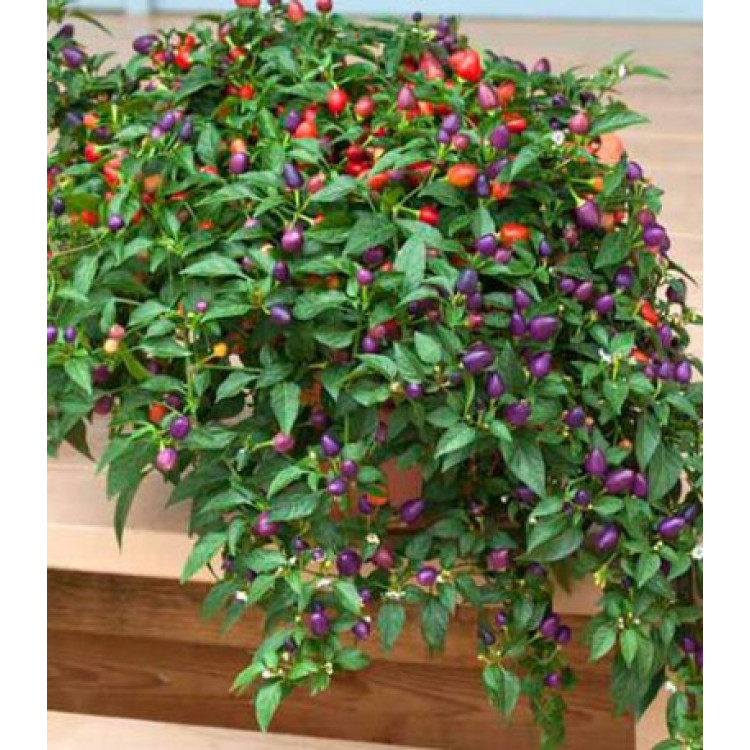 Перец кустарниковый Локо F1 Перец кустарниковый Локо F1