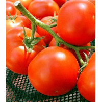 Томат Ранняя пташка