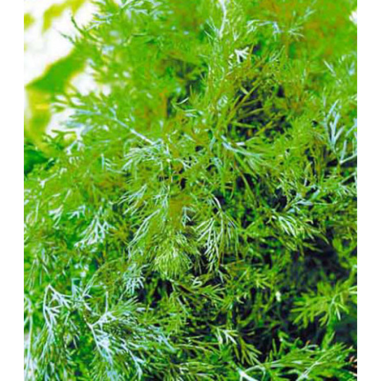 Укроп Геркулес Укроп Геркулес