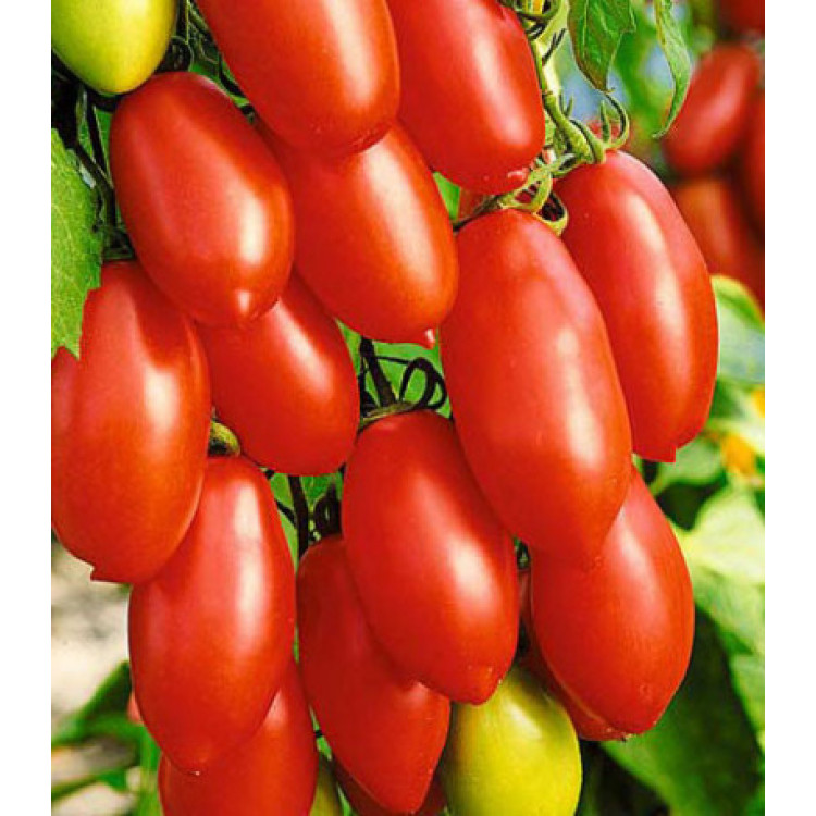 Томат Детские пальчики F1 Томат Детские пальчики F1