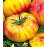 Томат Медовый салют Томат Медовый салют