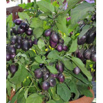 Баклажан Бэйби Блэк F1 Баклажан Бэйби Блэк F1