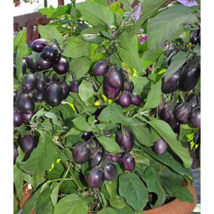 Баклажан Бэйби Блэк F1 Баклажан Бэйби Блэк F1