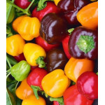 Перец сладкий Трюфелек F1 Перец сладкий Трюфелек F1