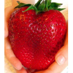 Клубника Гигант русский F1 Клубника Гигант русский F1