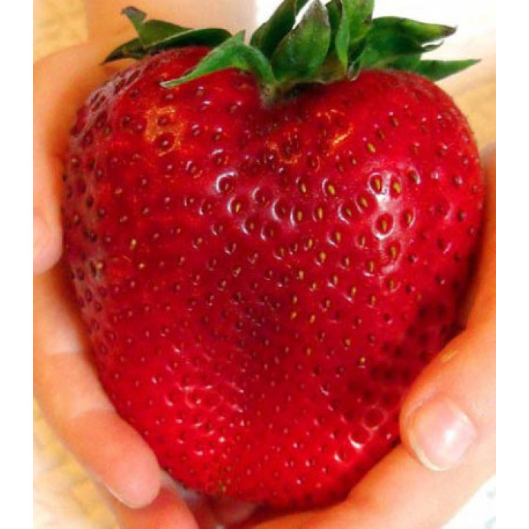 Клубника Гигант русский F1 Клубника Гигант русский F1