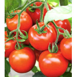 Томат Снежана Томат Снежана