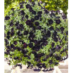 Петуния крупноцветковая Блэкберри F1 Петуния крупноцветковая Блэкберри F1