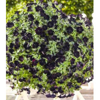 Петуния крупноцветковая Блэкберри F1