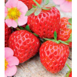 Клубника ремонтантная Флориан F1 Клубника ремонтантная Флориан F1