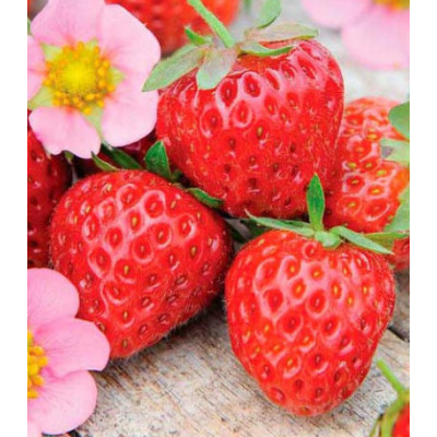 Клубника ремонтантная Флориан F1