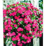 Бальзамин Уоллера ампельный Викториан розовый Бальзамин Уоллера ампельный Викториан розовый