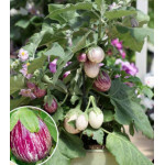 Баклажан Бэйби Страйп F1 Баклажан Бэйби Страйп F1