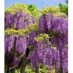 Глициния китайская Глициния китайская