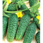 Огурец Крестьянка F1 Огурец Крестьянка F1
