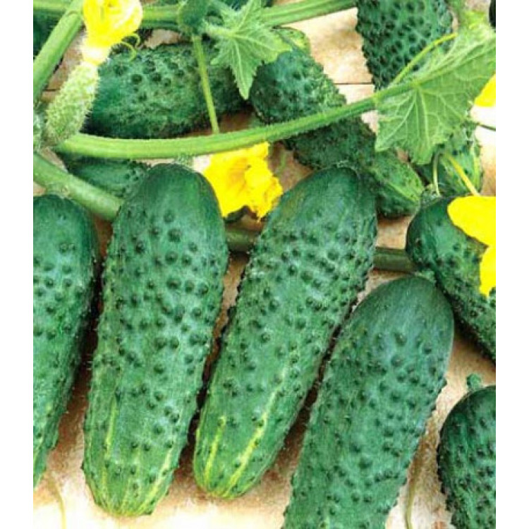 Огурец Крестьянка F1 Огурец Крестьянка F1