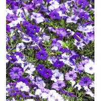 Петуния мелкоцветковая Шок Деним F1