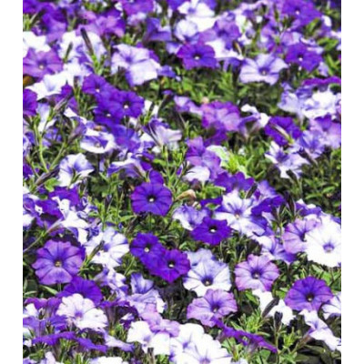 Петуния мелкоцветковая Шок Деним F1