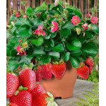 Земляника ремонтантная Розовая мечта Земляника ремонтантная Розовая мечта