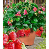 Земляника ремонтантная Розовая мечта