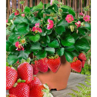 Земляника ремонтантная Розовая мечта