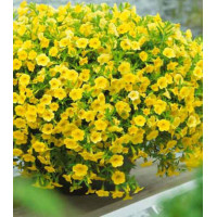 Калибрахоа Каблум желтая F1