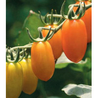 Томат Черри-Банано
