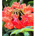 Спатодея Африканское тюльпанное дерево Спатодея Африканское тюльпанное дерево