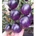 Томат Синяя гроздь F1 Томат Синяя гроздь F1