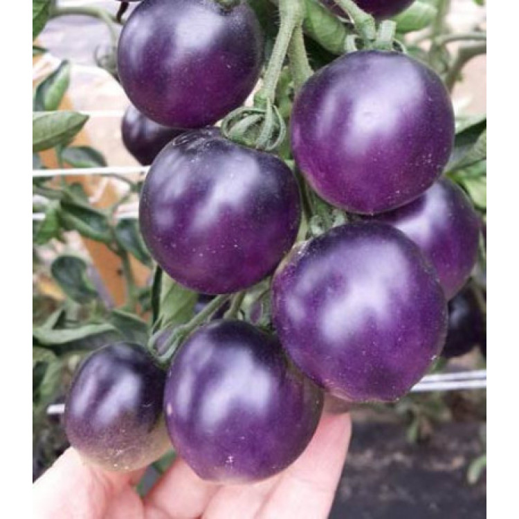 Томат Синяя гроздь F1 Томат Синяя гроздь F1