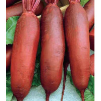 Свекла Красный богатырь