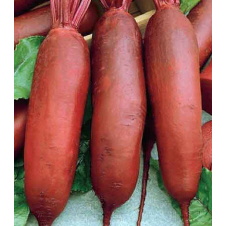 Свекла Красный богатырь Свекла Красный богатырь